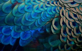 Closeup of peacock feathers.