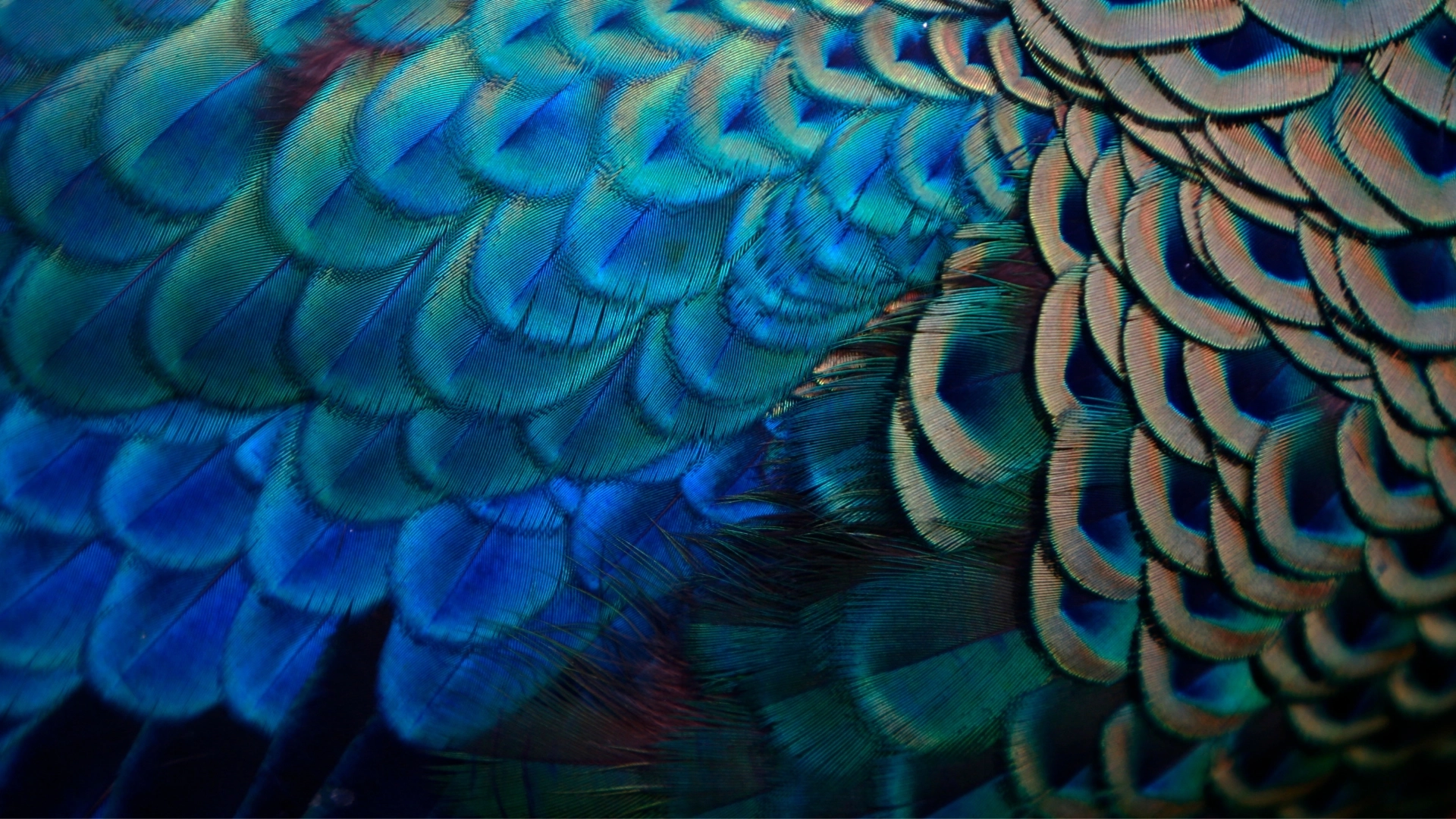 Closeup of peacock feathers.